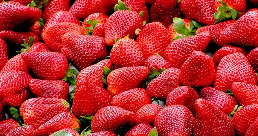 You will vainly look for fruit on it in autumn.